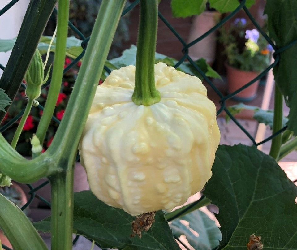 Cologna Paese旅游攻略图片