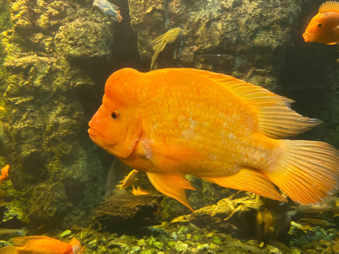 Aquarium Hradec Králové-赫拉德茨克拉洛韦必去景点