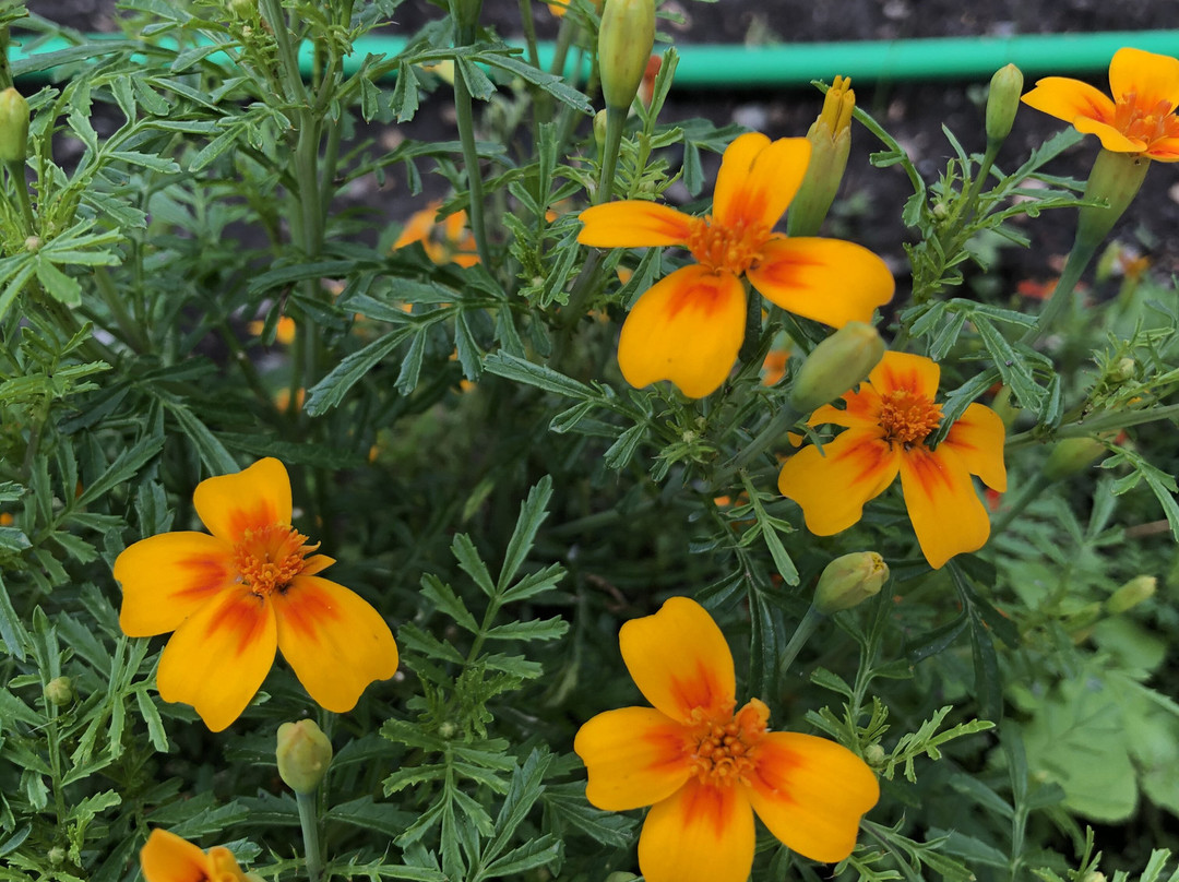 LA VIMEA Vegan Hotel主图