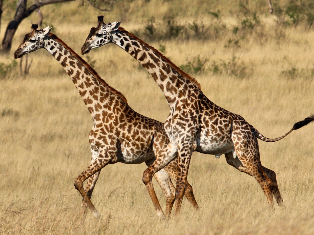 Anicet Philip Safaris Co.-Dar es Salaam必去景点