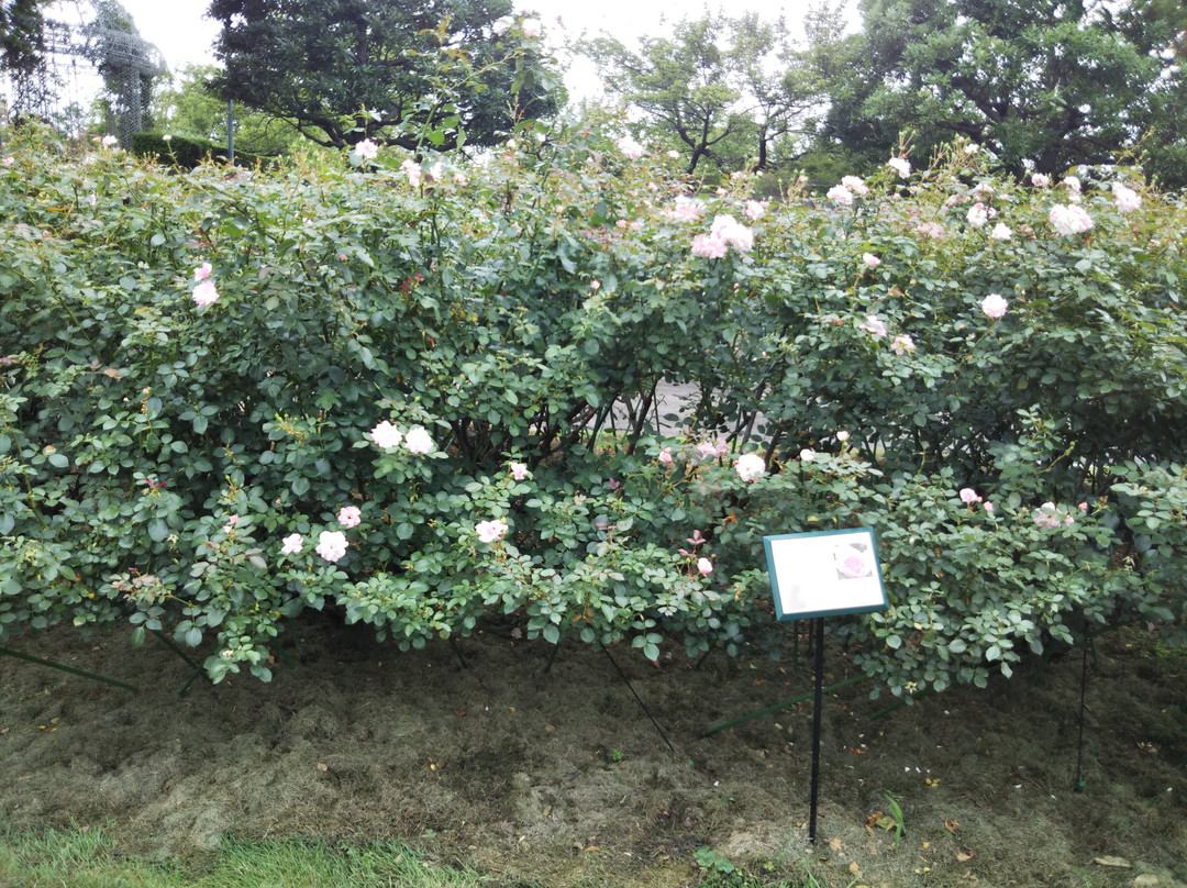 Odawara Flower Garden-小田原市必去景点