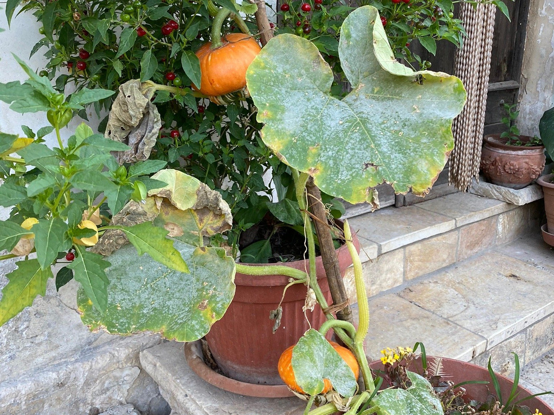 il Giardino sotto il naso景点图片