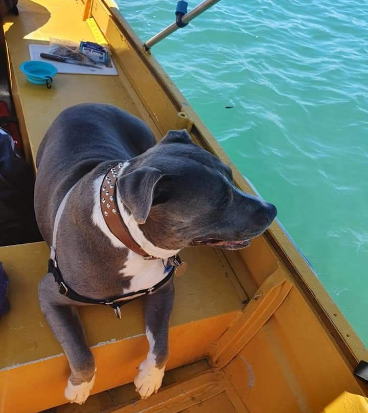 Poppy Bob's Boat Hire