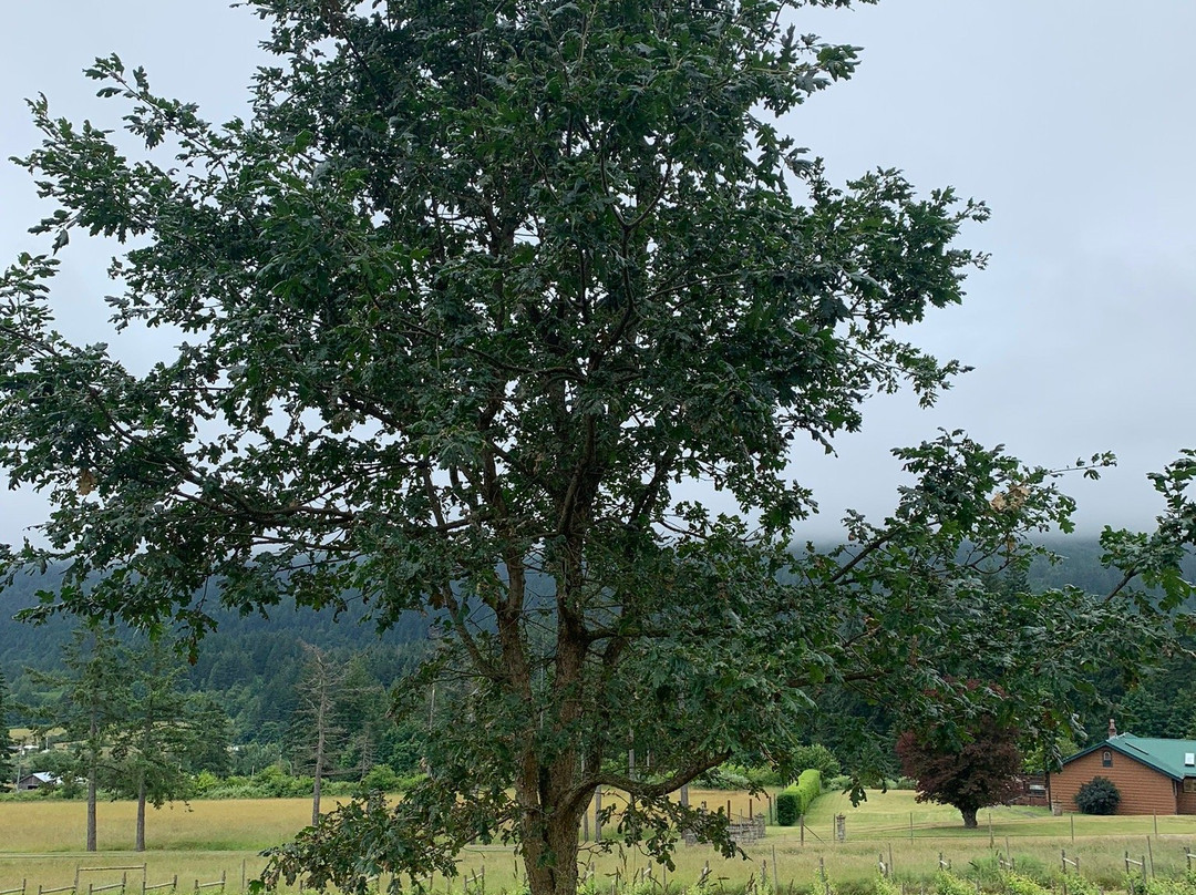 Garry Oaks Estate Winery景点图片