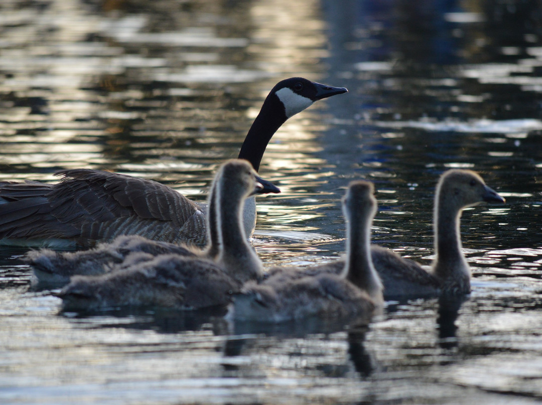 Heritage Park-喜瑞都必去景点