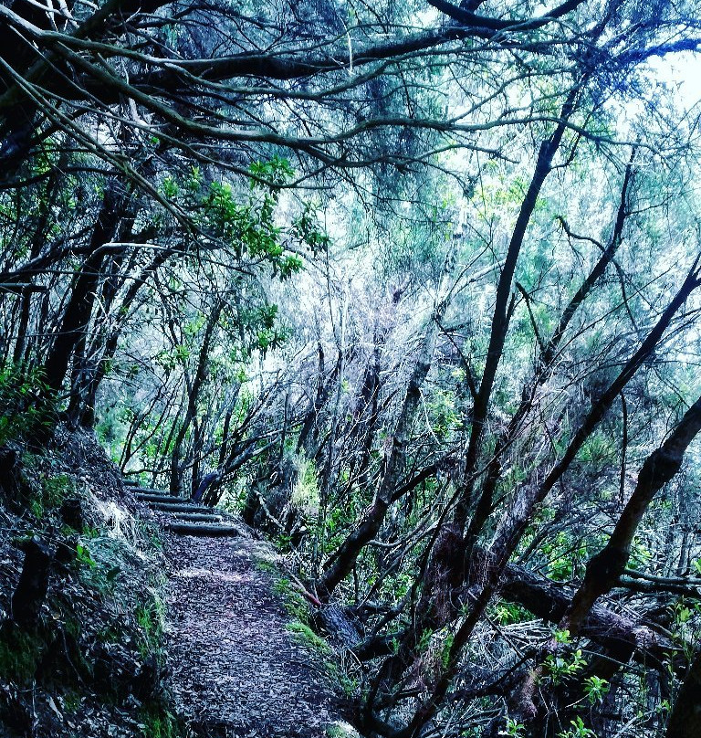 Levada do Castelejo景点图片