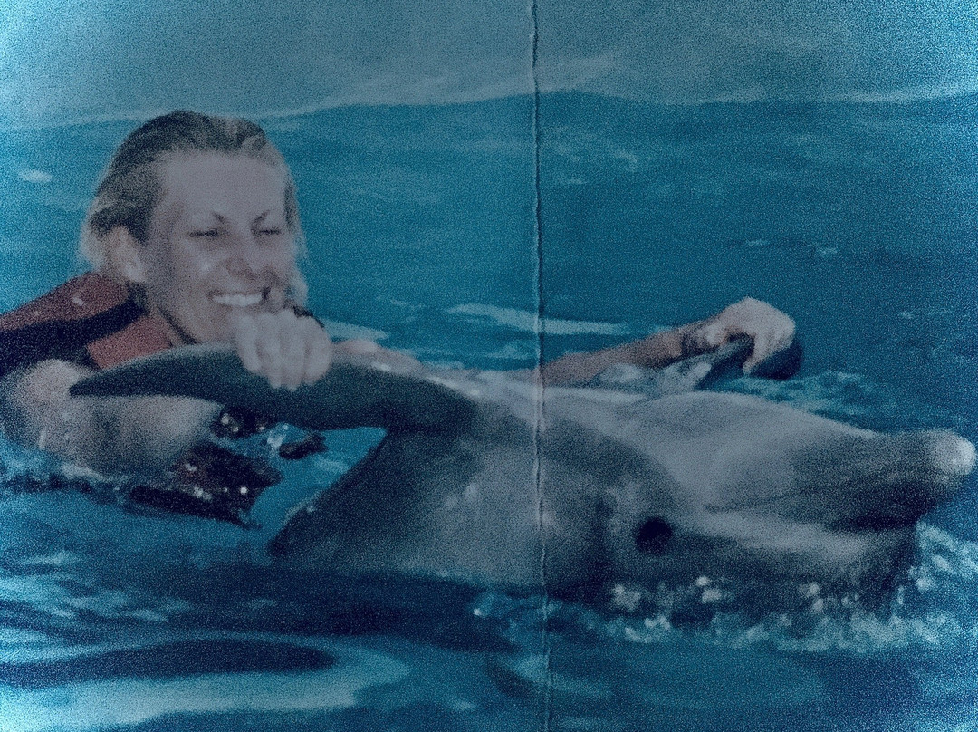 Dolphin Encounters-拿骚必去景点