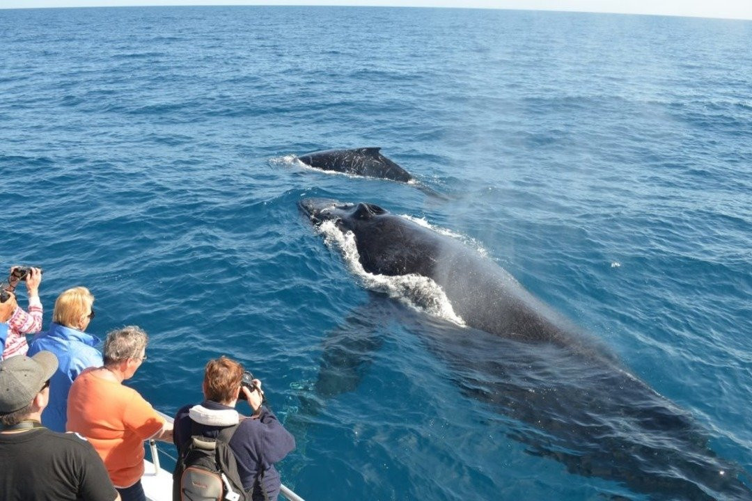 Whale Miches- Tours & Excursions景点图片