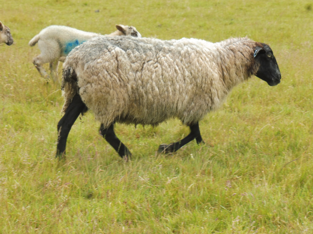 Ickworth - National Trust景点图片