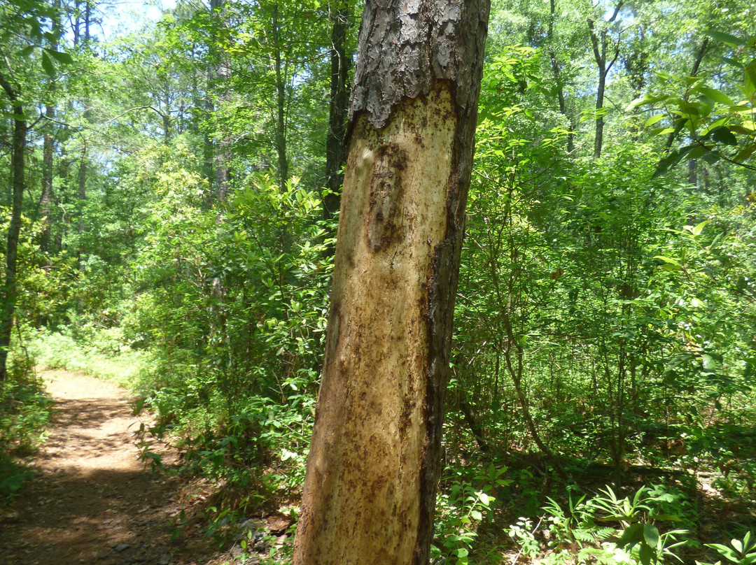 Aiken State Park-艾肯必去景点