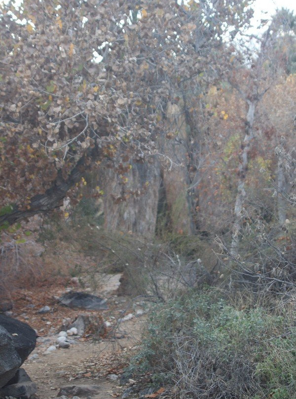 印地安峡谷-棕榈泉市必去景点