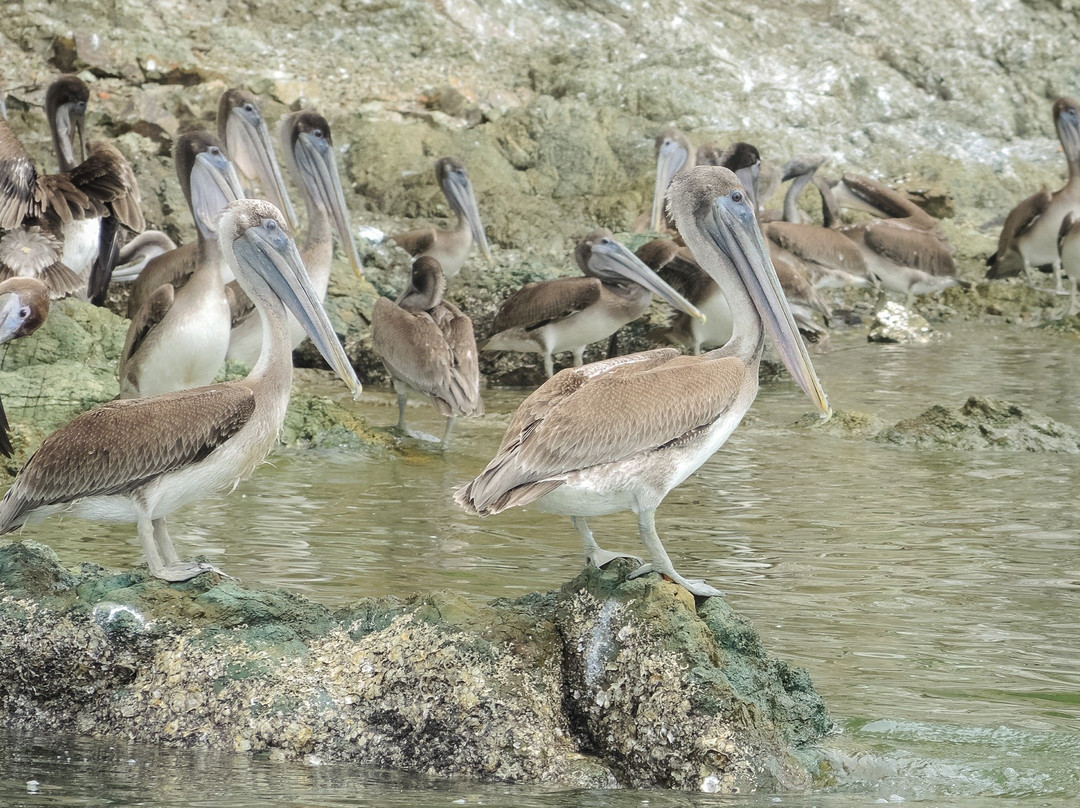 Campfire Stories-Isla Venado必去景点