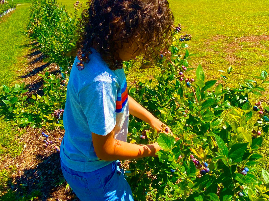 Amber Brooke Farms Williston-Williston必去景点