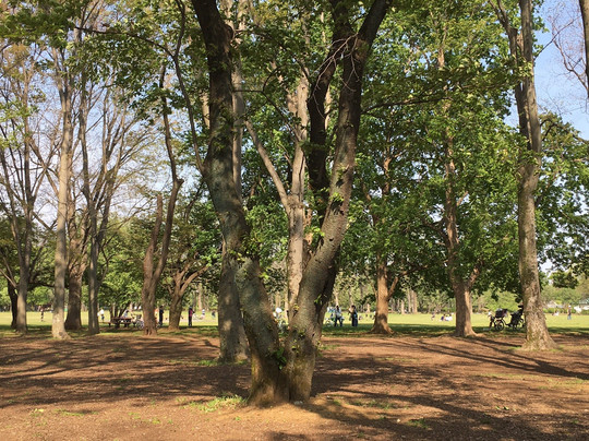 Tokyo Metropolitan Koganei Park-小金井市必去景点