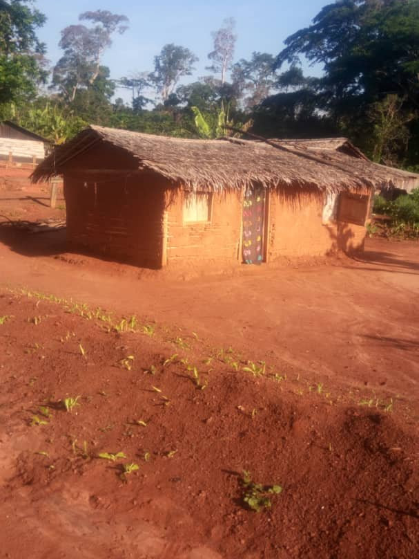 Dimako旅游攻略图片