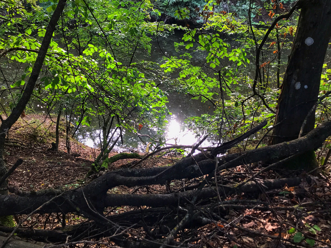 Parco dei Boschi di Carrega景点图片