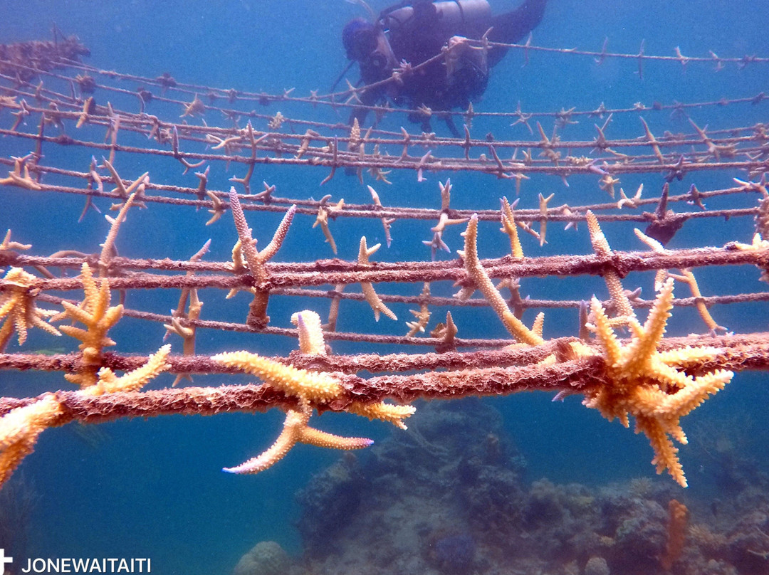 Rainbow Reef Coral Farm-塔韦乌尼岛必去景点