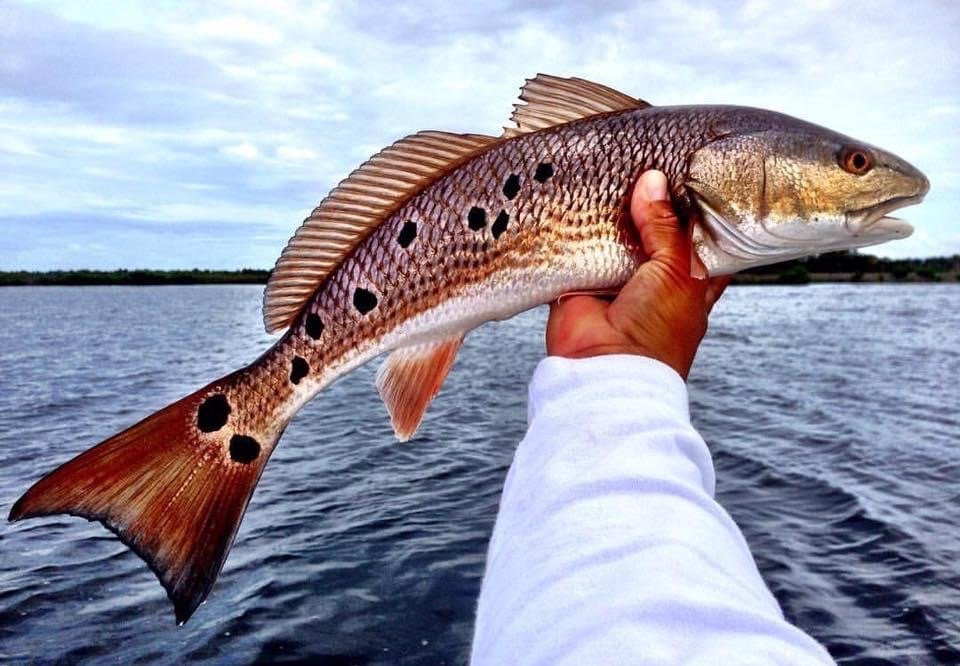Reel Florida Fishing Charters-克里斯特尔里弗必去景点