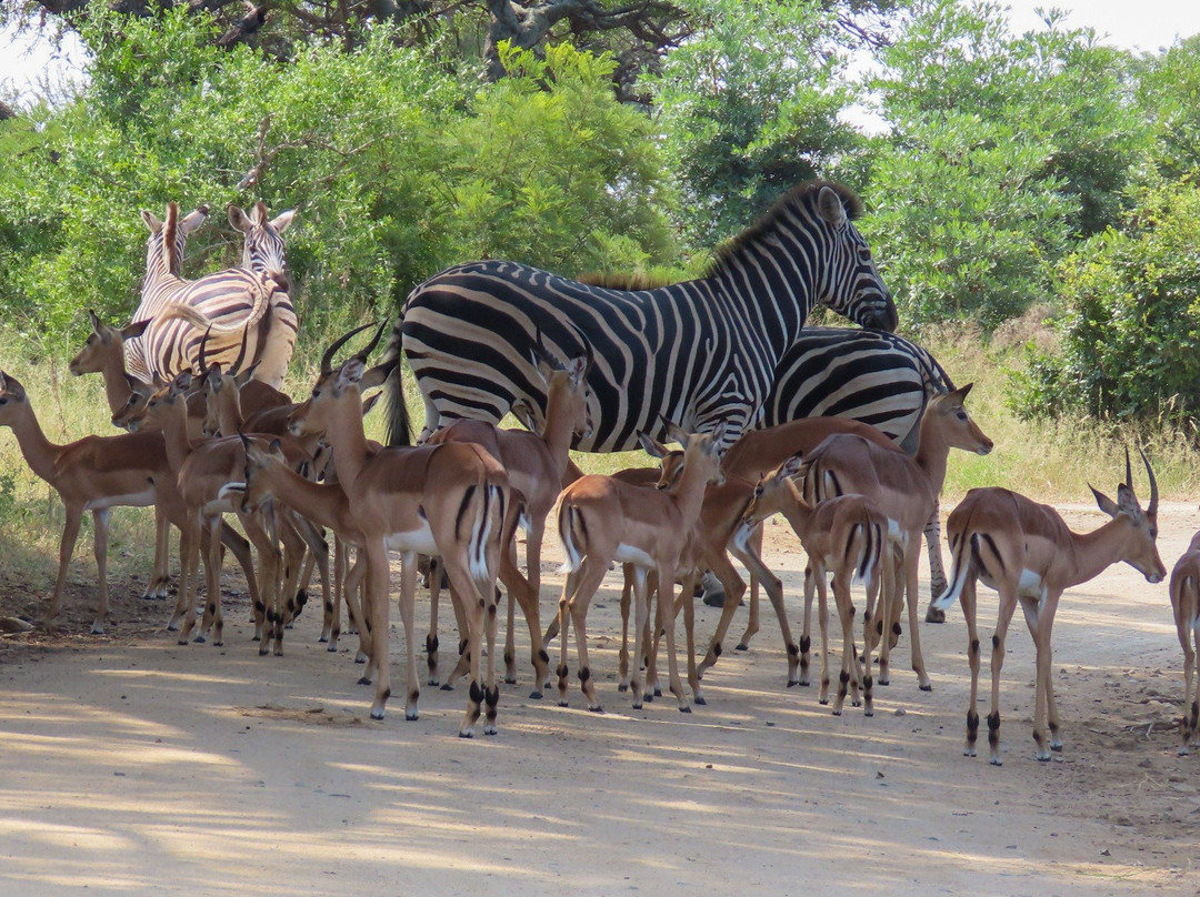 Kruger Gateway Safaris景点图片