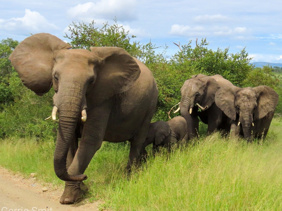 Kruger Gateway Safaris景点图片