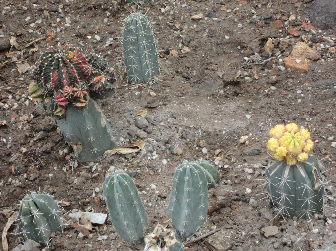 Sarkaria Cactus Garden景点图片