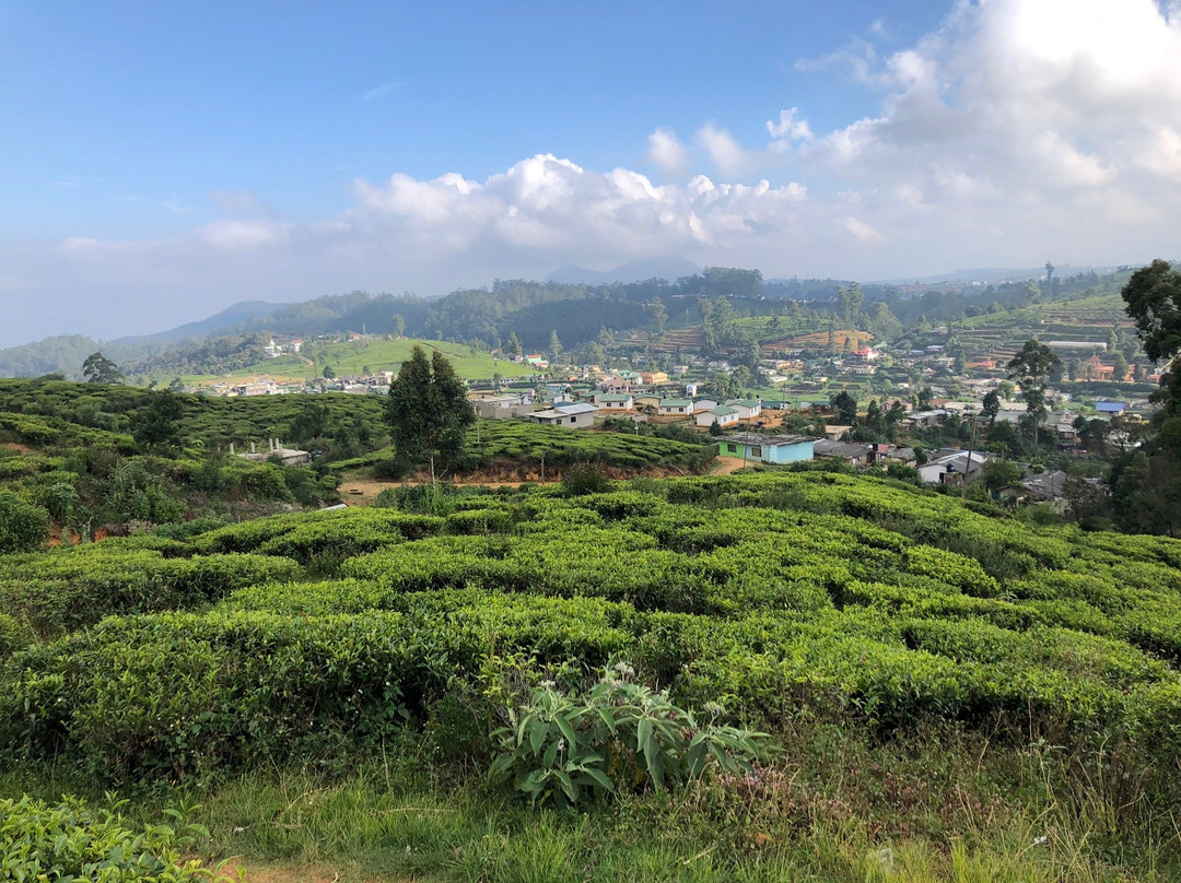 努瓦拉埃利亚巿及茶乡-奴娃拉伊利雅必去景点