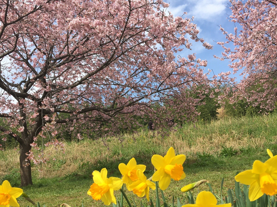 Kitaasaba Sakurazutsumi Park-坂户市必去景点