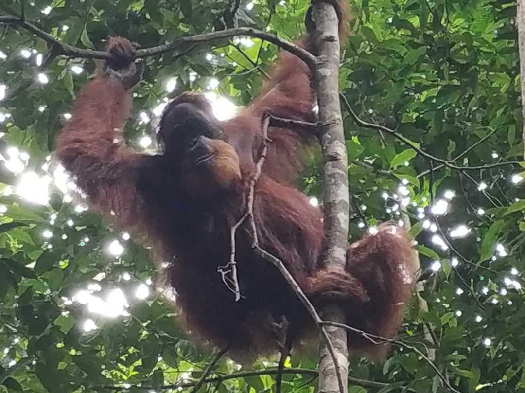 Sumatra Orangutan Trip-武吉拉旺必去景点