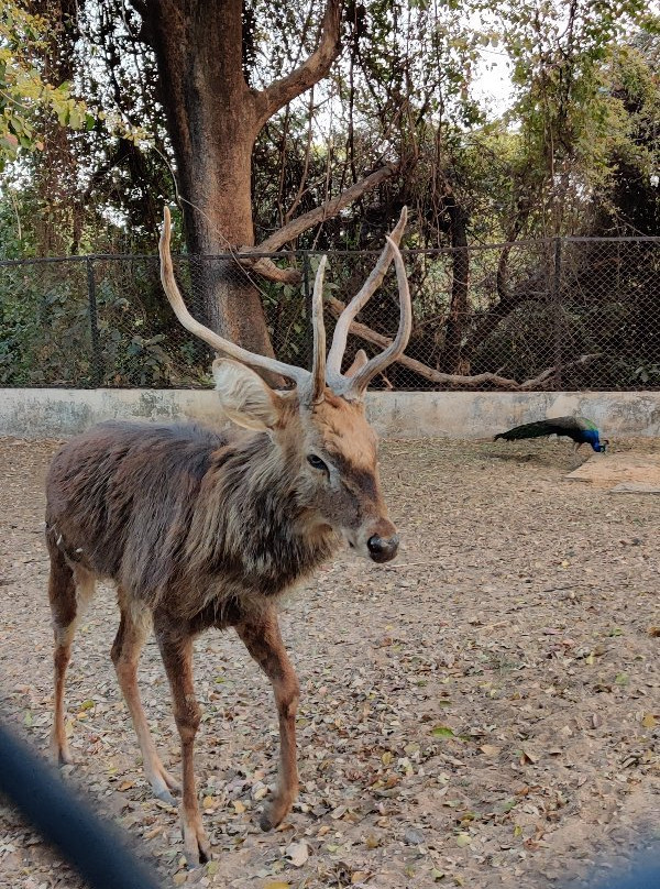 Sayaji Baug Zoo-瓦都达拉必去景点
