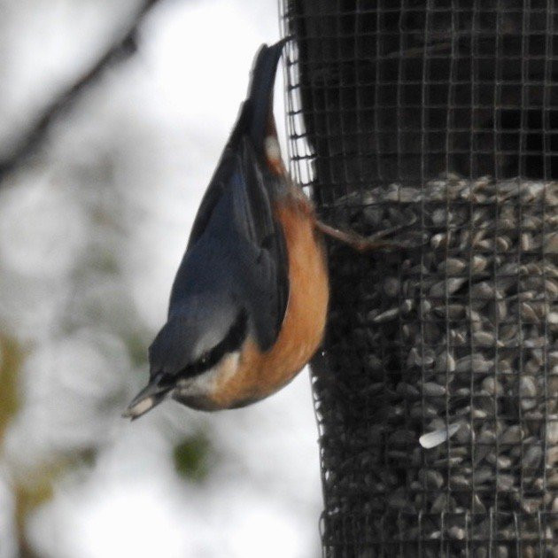 RSPB Swell Wood Nature Reserve-汤顿必去景点