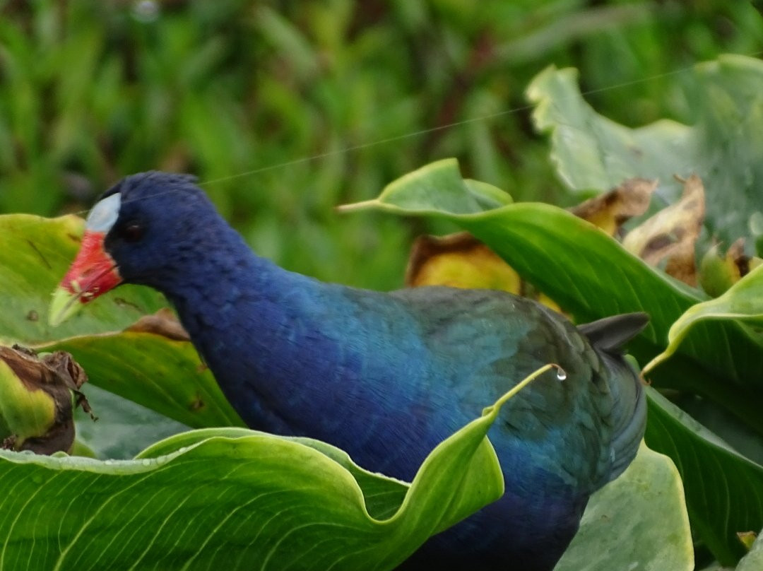 Humedal El Jaboque-波哥大必去景点