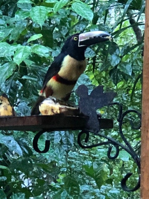 Tree Houses Hotel Costa Rica主图