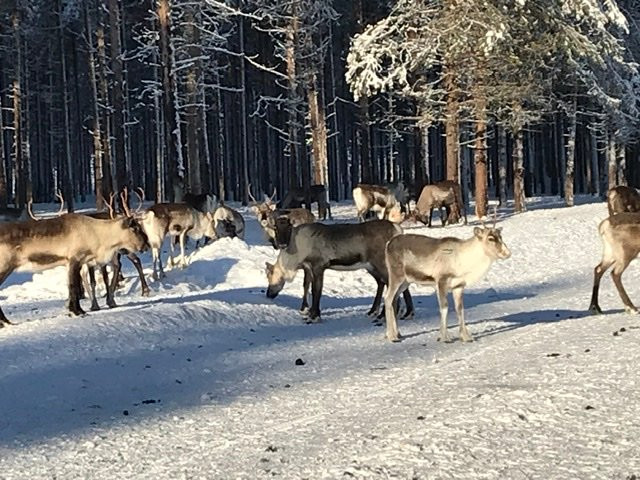 Arctic Moose Farm-Overkalix必去景点