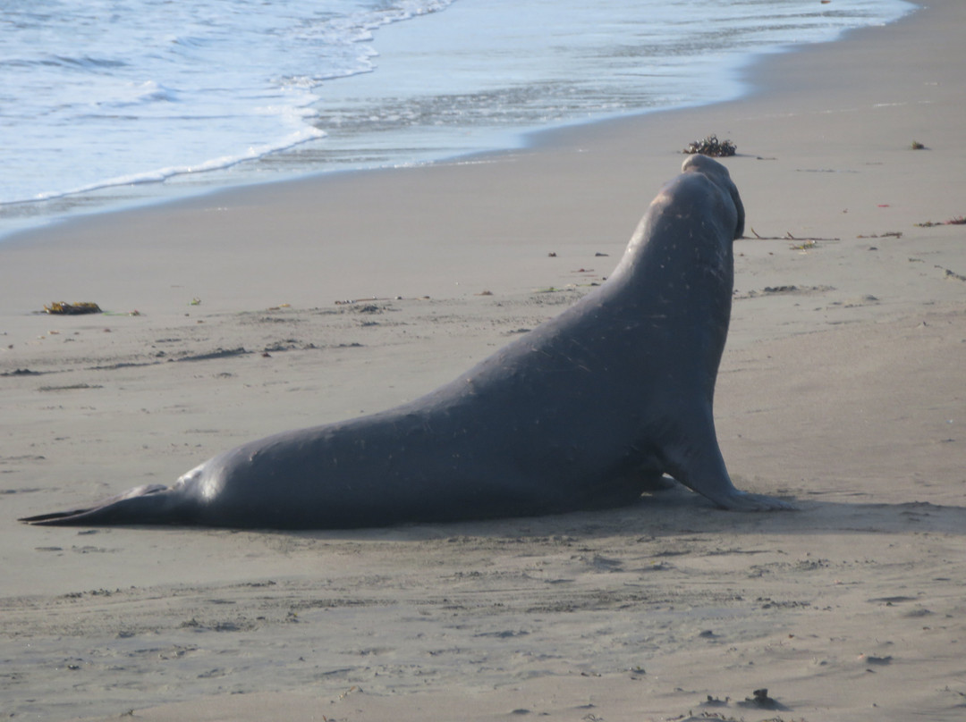 San Simeon State Park景点图片