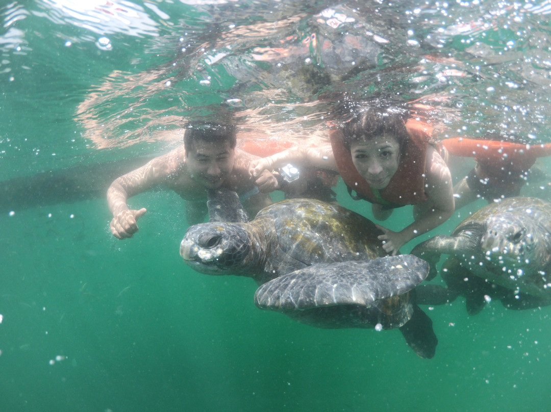 Nadando con Tortugas en El Nuro-Piura必去景点