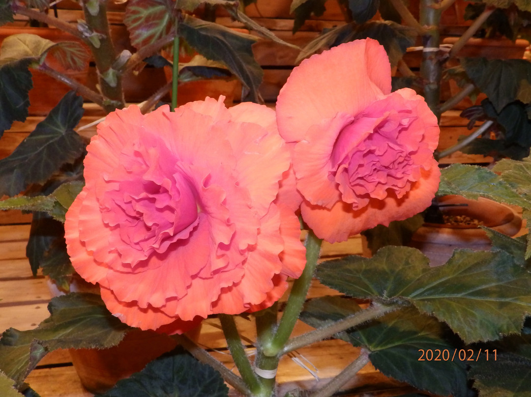 Begonia Garden-桑名市必去景点