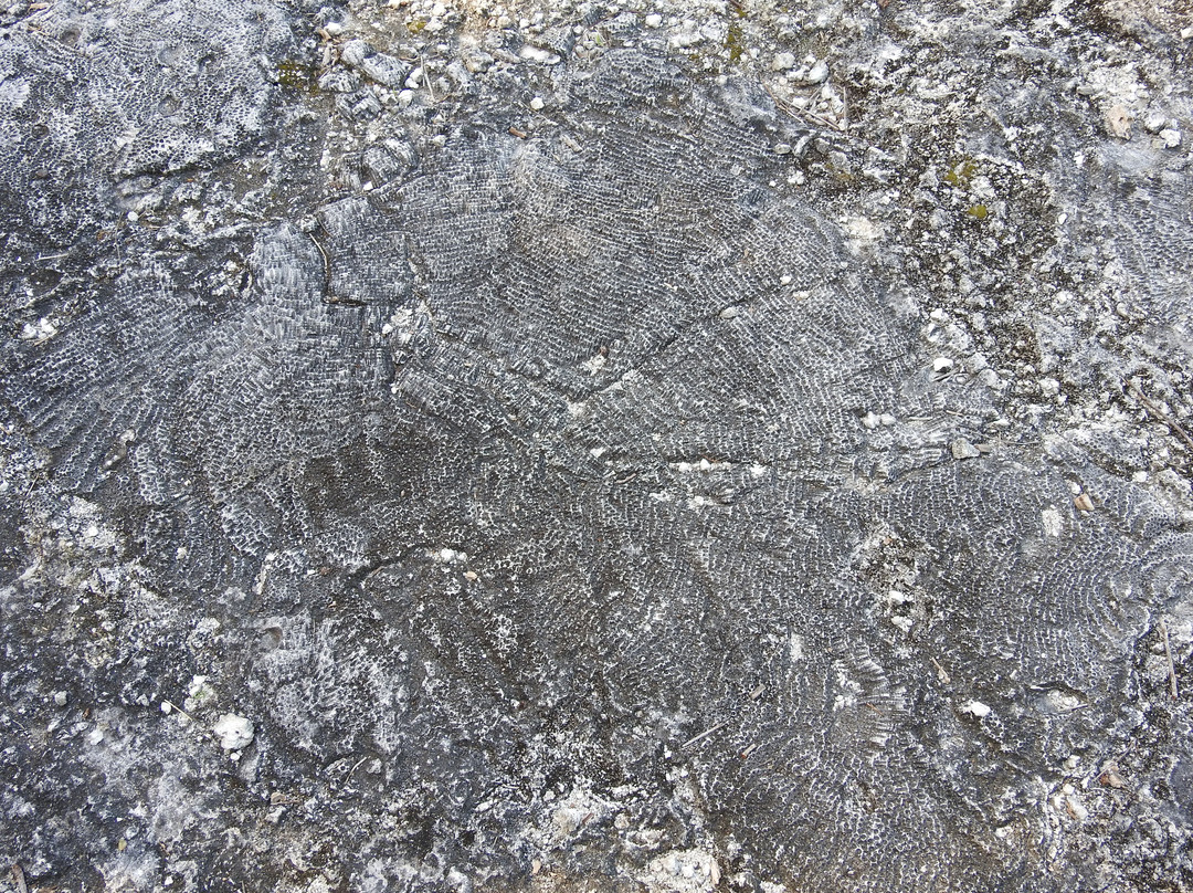 Windley Key Fossil Reef Geological State Park景点图片