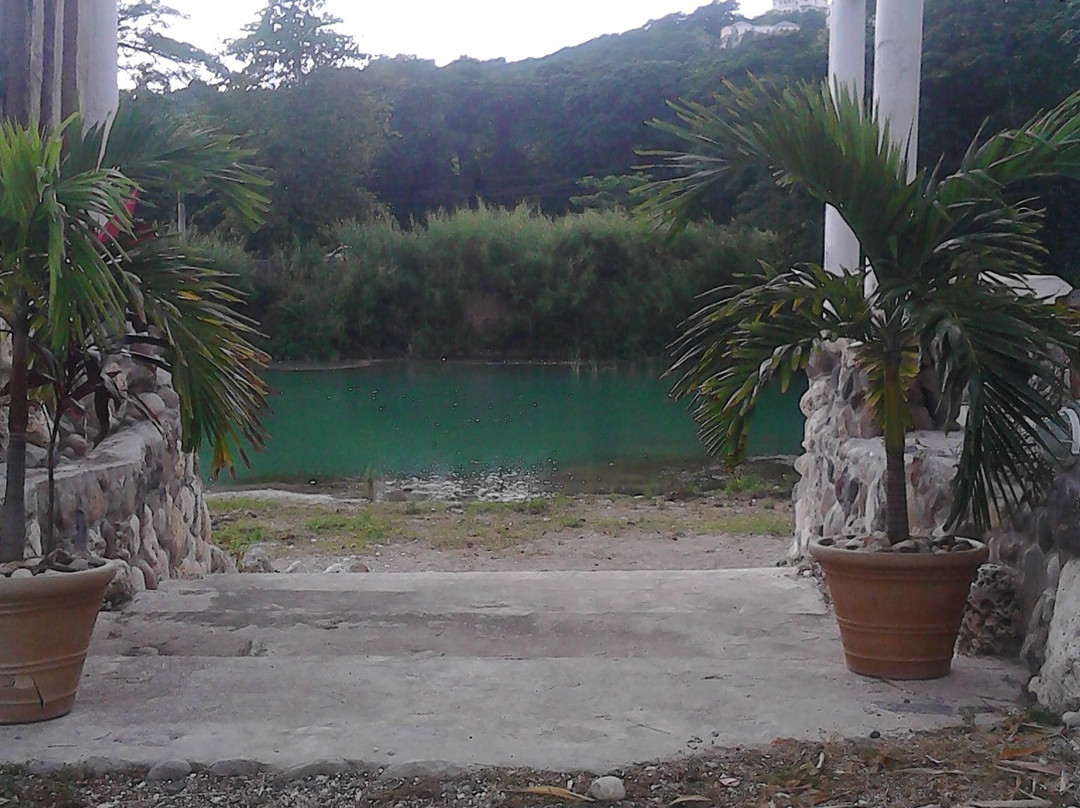 Sea Shell Palms主图