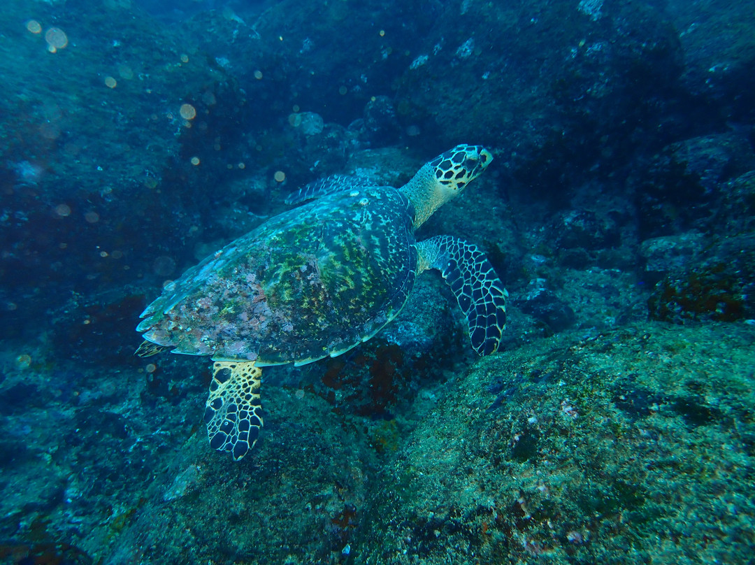 Polhena Diving Center-马塔拉必去景点