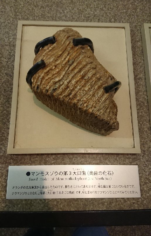 Lake Nojiri Naumann Elephant Museum-信浓町 必去景点