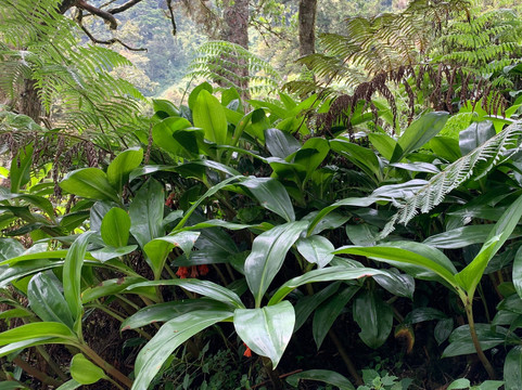 Mount Stanley-温佐里山国家公园必去景点