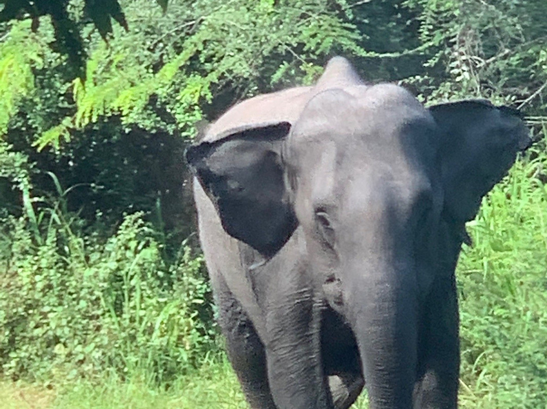 Wasgamuwa National Park-波隆纳鲁瓦必去景点
