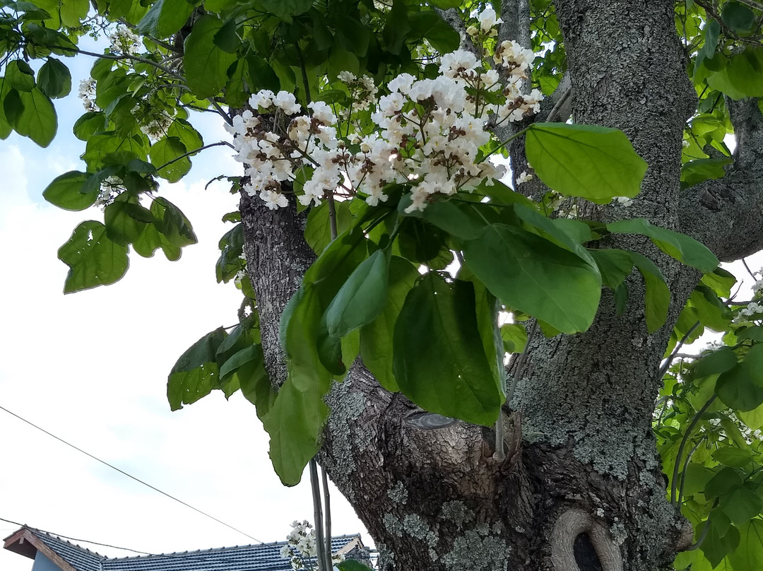 Camino del Jaguel-Santa Teresita必去景点
