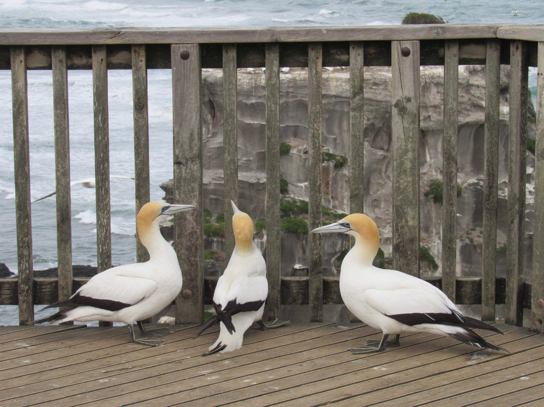 Aotea Roadies - Day Tours-奥克兰中心地区必去景点