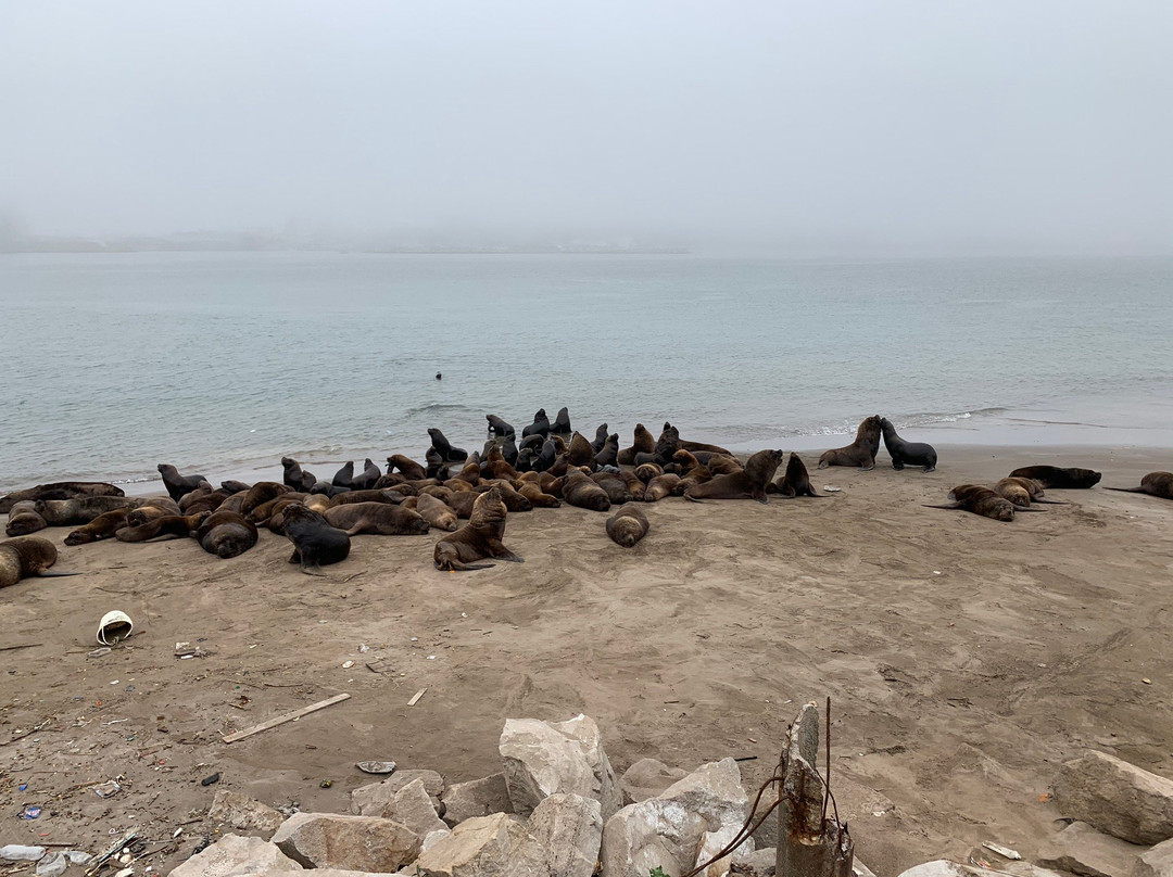 Reserva de Lobos Marinos-马德普拉塔必去景点