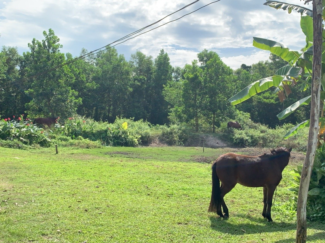 Krabi Nature Horse Riding-奥南必去景点