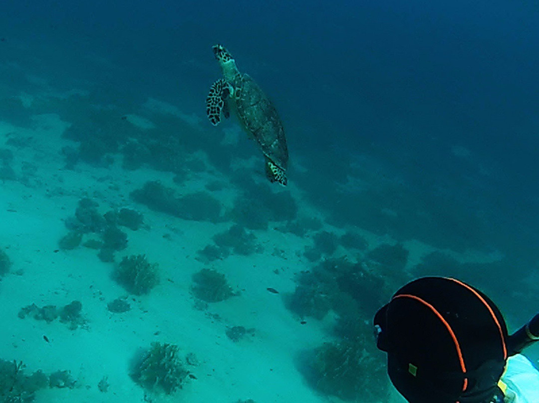 Freedive Dahab-达哈卜必去景点