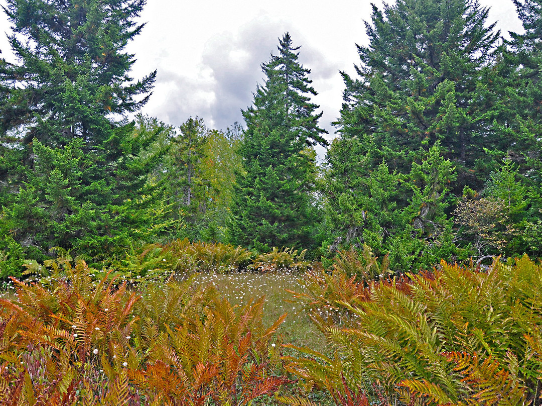 Cranberry Glades Botanical Area景点图片