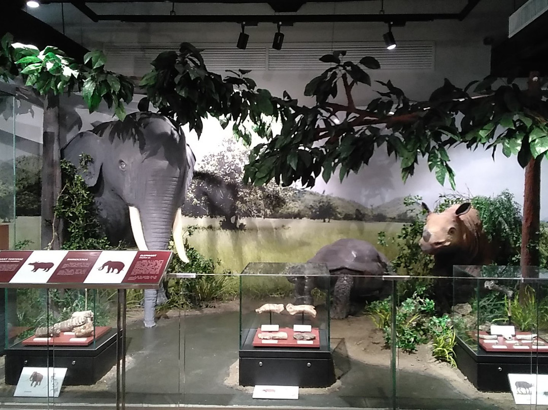National Museum of Natural History景点图片