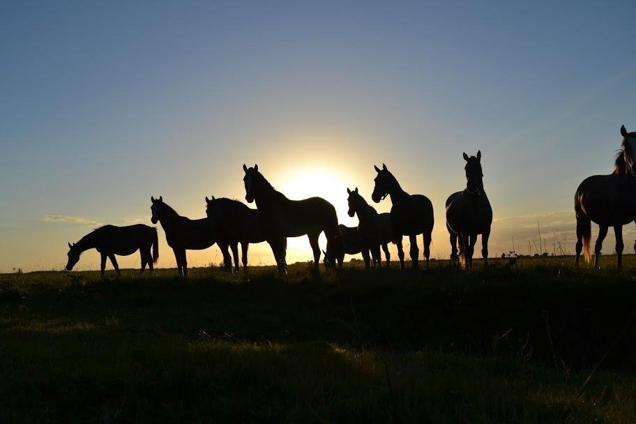 Cabalgatas Dos Montes景点图片